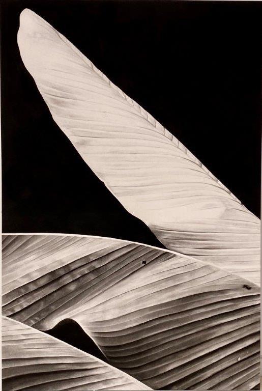 Romain Cadilhon, Grande Nocturne II, 2018, Κάρβουνο σε χαρτί, τοποθετημένο σε ξύλο, 145x100 εκ.